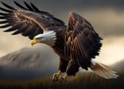 Dream Meaning of Eagles