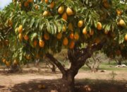 Dream Meaning of Mango Tree With Fruits