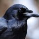 Dream Meaning of Black Crow