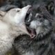 Dream Meaning of Fighting A Wolf