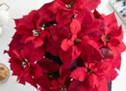 Dream Meaning of Poinsettia