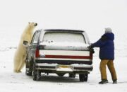 Dream Meaning of Being Chased By A Polar Bear