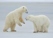 Dream Meaning of White Polar Bear