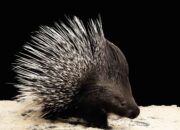 Dream Meaning of Porcupine