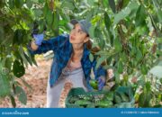 Dream Meaning of Picking Avocado