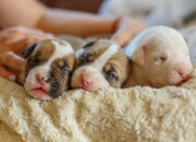 Dream Meaning of Newborn Puppies