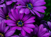 Dream Meaning of Purple Flowers