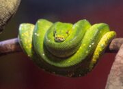 Dream Meaning of Green Python