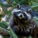 Dream Meaning of Black Raccoon
