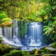 Dream Meaning of Rainforest