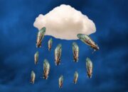 Dream Meaning of Cicadas Raining From The Sky