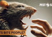 Dream Meaning of A Rat Biting You
