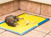 Dream Meaning of Catching A Rat