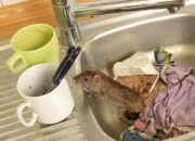 Dream Meaning of Rats In The House