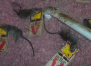Dream Meaning of Killing A Rat