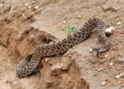 Dream Meaning of A Rattlesnake
