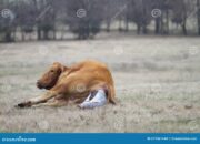 Dream Meaning of A Cow Giving Birth