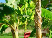 Dream Meaning of Plantain Tree