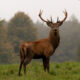 Dream Meaning of A Deer