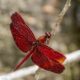 Dream Meaning of Red Dragonfly