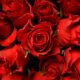 Dream Meaning of Red Roses