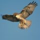 Dream Meaning of Hawk