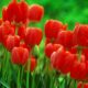 Dream Meaning of Red Tulips