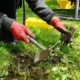 Dream Meaning of Weeding