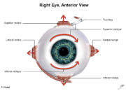 Dream Meaning of The Right Eye