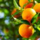 Dream Meaning of Ripe Oranges
