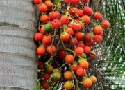 Dream Meaning of Ripe Palm Fruits