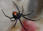 Dream Meaning of Black Widow Spiders Everywhere