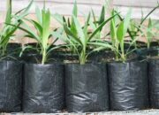 Dream Meaning of Planting Palm Tree