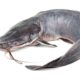 Dream Meaning of A Catfish