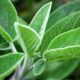 Dream Meaning of Sage