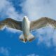 Dream Meaning of Flying Bird