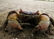 Dream Meaning of Seeing Crabs