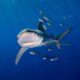 Dream Meaning of A Shark