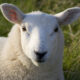 Dream Meaning of Sheep
