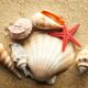 Dream Meaning of Shells