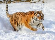 Dream Meaning of Carnivore