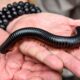 Dream Meaning of Millipede