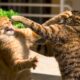 Dream Meaning of Cats Fighting