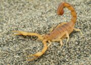 Dream Meaning of Scorpion