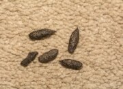 Dream Meaning of Rat Droppings