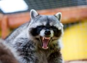 Dream Meaning of Raccoon Attacking Me