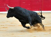 Dream Meaning of Bull