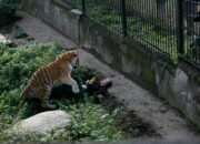 Dream Meaning of Being Attacked By A Tiger