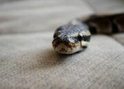 Dream Meaning of Snakes In My House
