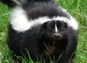 Dream Meaning of Skunk